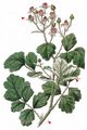  - Rubus parviflorus Nutt.