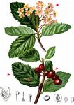 Zwerg-Mehlbeere - Sorbus chamaemespilus (L.) Crantz 