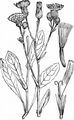 Weichhaariger Pippau - Crepis mollis (Jacq.) Asch.
