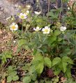 Rock Cinquefoil - Drymocallis rupestris (L.) Soják