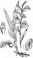 Marsh Helleborine - Epipactis palustris (L.) Crantz
