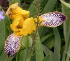 Hungarian Iris - Iris variegata L.