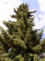 Serbian Spruce - Picea omorika (Pan?i?) Purk. 