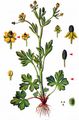 Celery-Leaved Buttercup - Ranunculus sceleratus L.