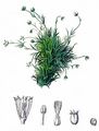 Alpine Pearlwort - Sagina saginoides (L.) H. Karst.