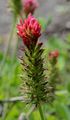 Long-Headed Clover - Trifolium incarnatum L.