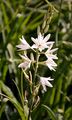 St Bernard's Lily - Anthericum liliago L.