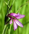 Meadow Gladiolus - Gladiolus imbricatus L.