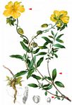 Gewöhnliches Sonnenröschen - Helianthemum nummularium (L.) Mill. 