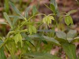 Green Hellebore - Helleborus viridis L. 