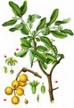 European Yellow Mistletoe - Loranthus europaeus Jacq.