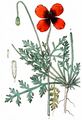 Prickly Poppy - Papaver argemone L.