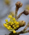 Cornus mas (Kornelkirsche) - Blüten