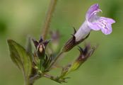 Lesser Calamint - Clinopodium nepeta (L.) Kuntze