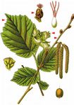 Gewöhnliche Hasel - Corylus avellana L. 