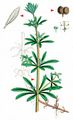 Cleavers - Galium aparine L.