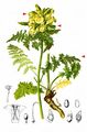 Leafy Lousewort - Pedicularis foliosa L.