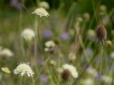 Cream Pincushions - Scabiosa ochroleuca L.