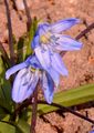 Siberian Squill - Scilla siberica Haw.