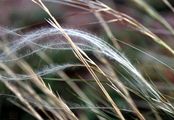 Feathergrass - Stipa pennata L.