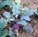 Cabbage - Brassica oleracea L.