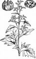Maple-Leaved Goosefoot - Chenopodiastrum hybridum (L.) S. Fuentes & al.