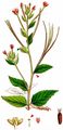 Broad-Leaved Willowherb - Epilobium montanum L.