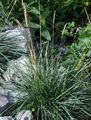 Crested Hair-Grass - Koeleria macrantha (Ledeb.) Schult.