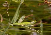 Marsh Pea - Lathyrus palustris L.