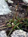 Sudetic Wood-Rush - Luzula sudetica (Willd.) Schult.