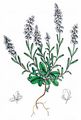 Dwarf Milkwort - Polygala amarella Crantz