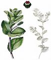 Perfoliate Pondweed - Potamogeton perfoliatus L.