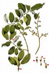 Großblättrige Weide - Salix appendiculata Vill. 