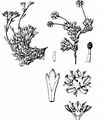 Blattloser Steinbrech - Saxifraga aphylla Sternb.