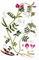 Common Vetch - Vicia sativa L.