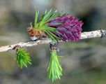 Larix decidua (Europäische Lärche) - weiblicher Blütenstand (Zapfen)