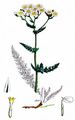 Meadow Yarrow - Achillea pratensis Saukel & R. Länger