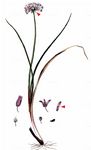 Gewöhnlicher Schnitt-Lauch - Allium schoenoprasum L. 