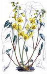 Gefiederte Sockenblume - Epimedium pinnatum DC. 