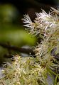 Manna Ash - Fraxinus ornus L.