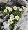 Gewöhnliche Alpenwucherblume - Leucanthemopsis alpina (L.) Heywood