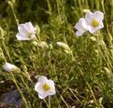 Spring Sandwort - Minuartia verna (L.) Hiern