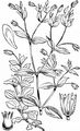 Three-Nerved Sandwort - Moehringia trinervia (L.) Clairv.