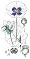 Opium Poppy - Papaver somniferum L.