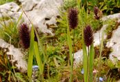 Alpine Cat's-Tail - Phleum rhaeticum (Humphries) Rauschert