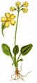 Oxlip - Primula elatior (L.) L.