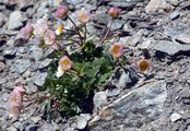 Glacier Buttercup - Ranunculus glacialis L.