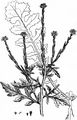 Hedge Mustard - Sisymbrium officinale (L.) Scop.