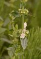 Perennial Yellow-Woundwort - Stachys recta L.