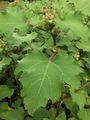 Oriental Cocklebur - Xanthium orientale L.